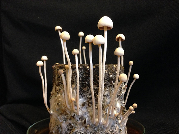 Panaeolus Australia