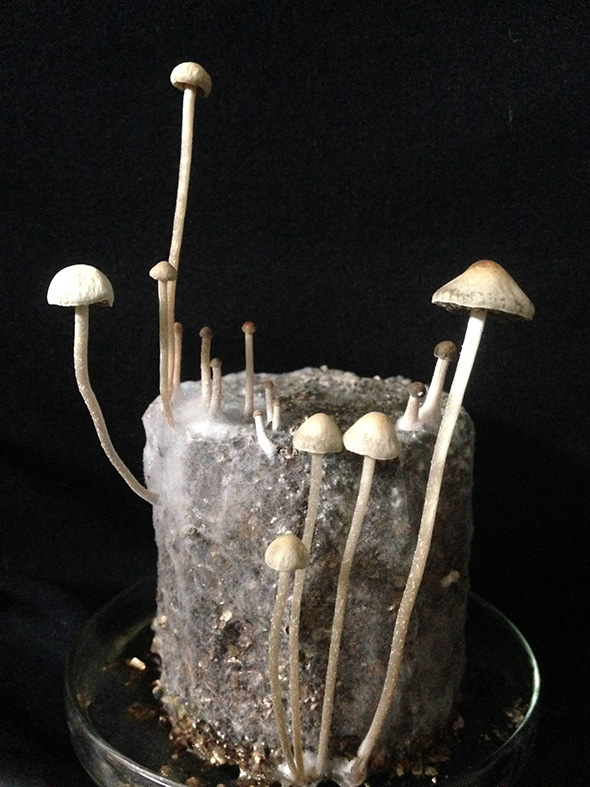Panaeolus Florida