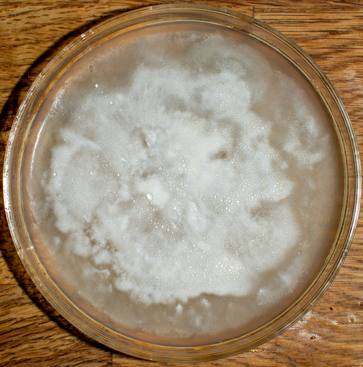 Mycelium petridish
