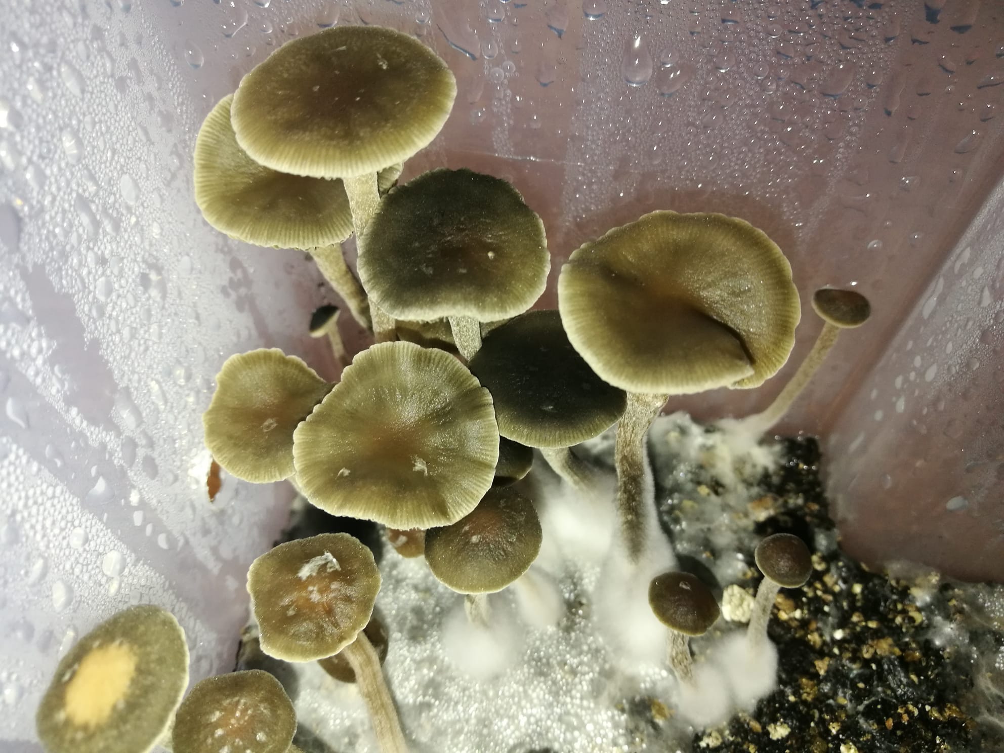Panaeolus Bisporus Pancyan