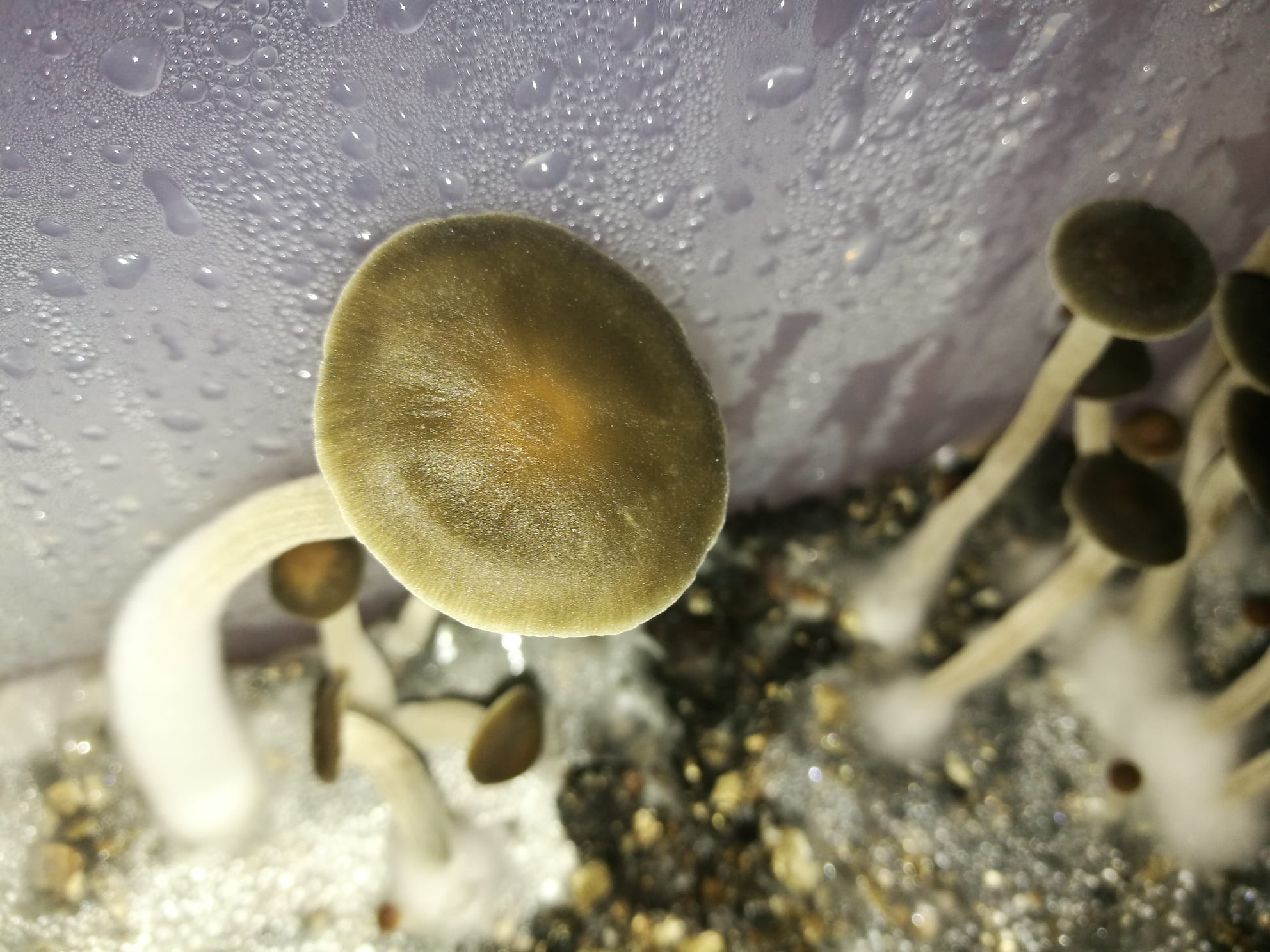 Panaeolus Bisporus Pancyan