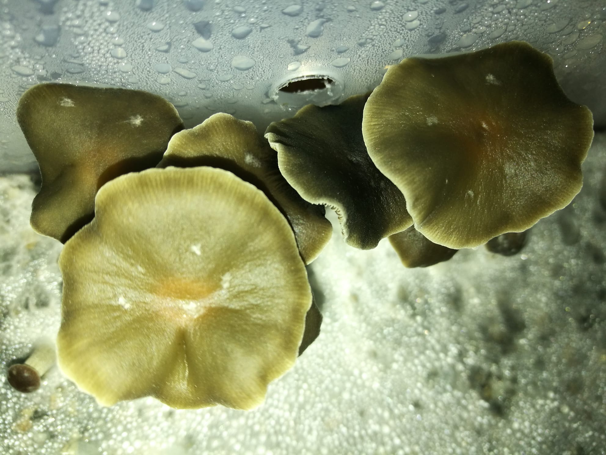 Panaeolus Bisporus Pancyan