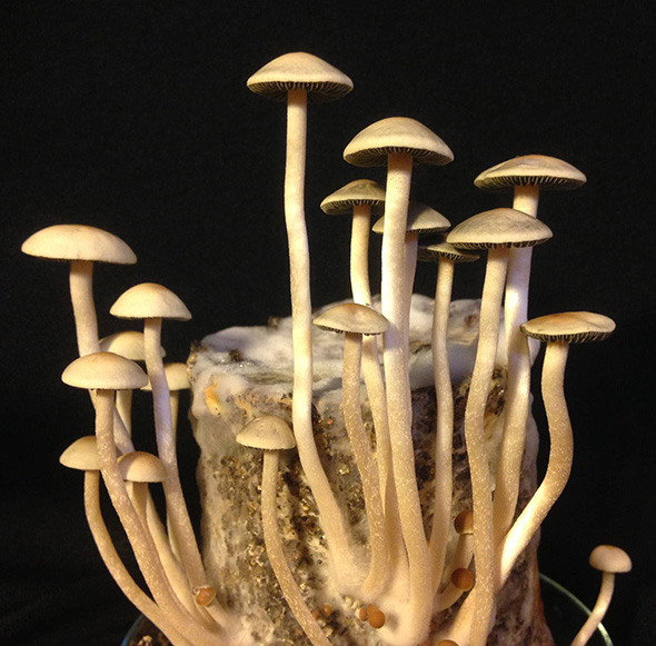 Panaeolus Jamaica