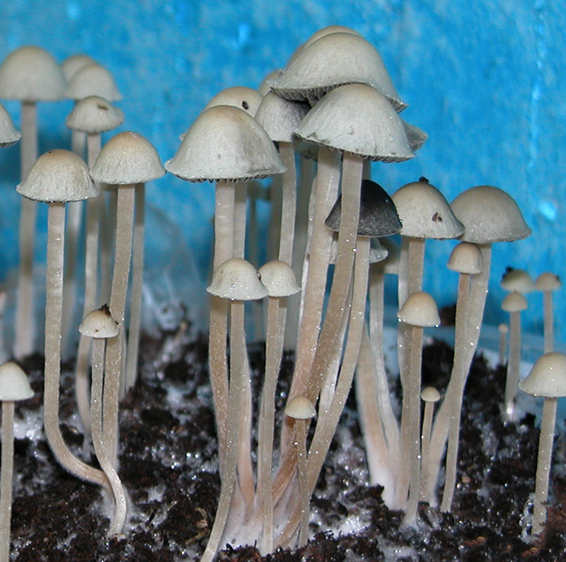 Panaeolus Cyanescens 