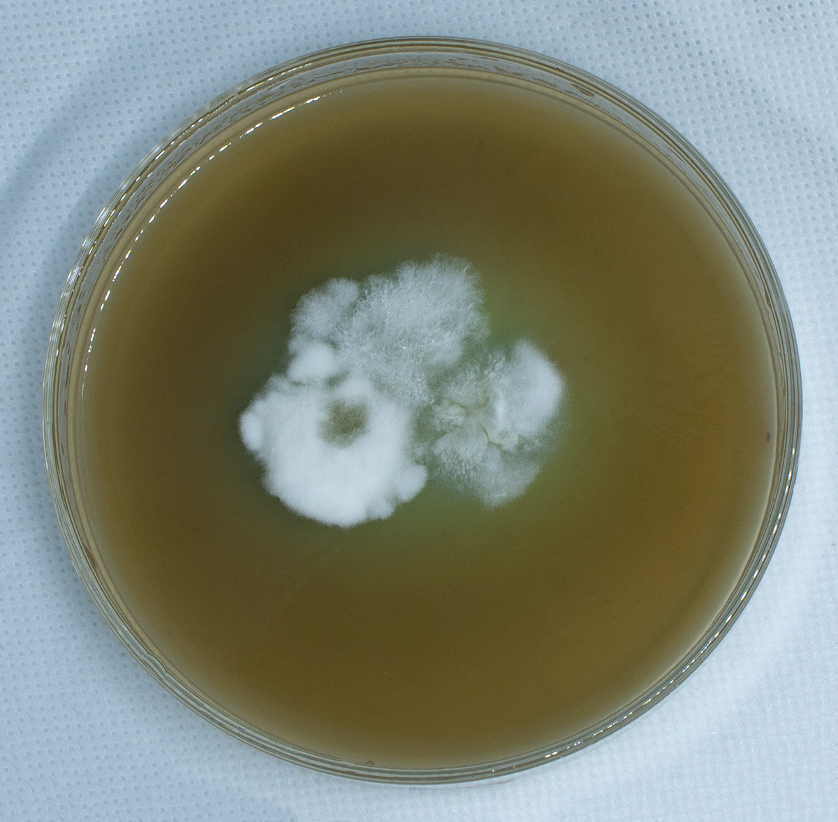 Agar Agar