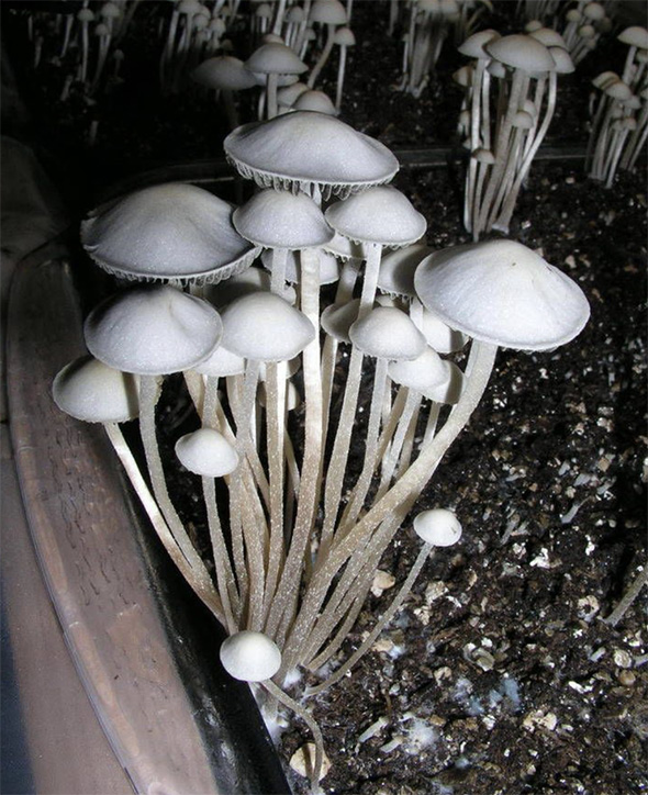 Panaeolus Cambodginiensis