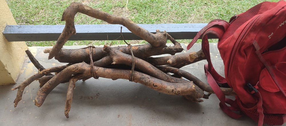 60 year old iboga root from Dousala