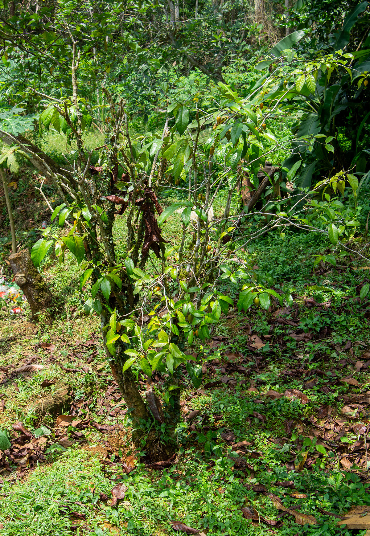 Iboga shrub
