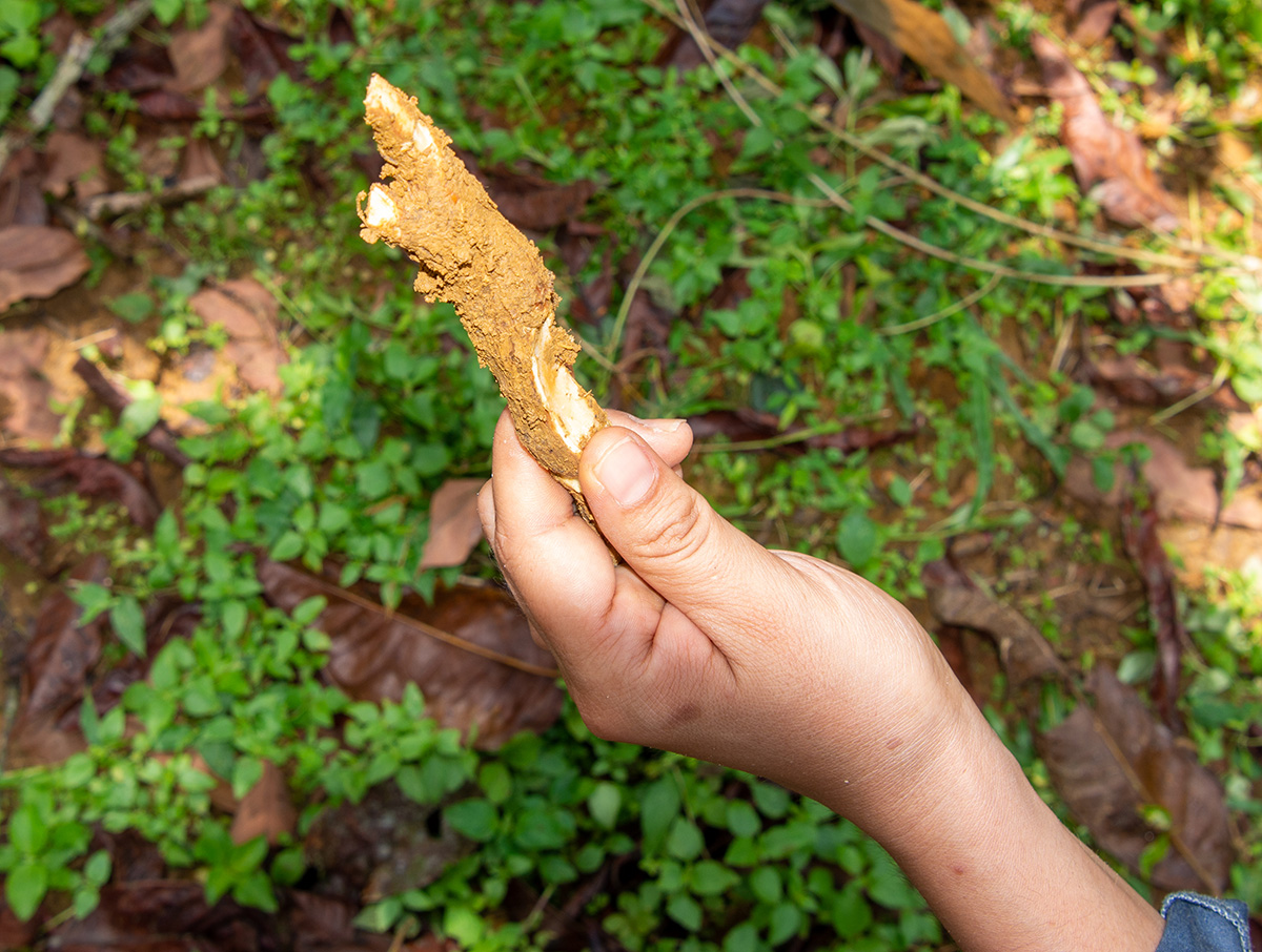 Iboga preparation sample