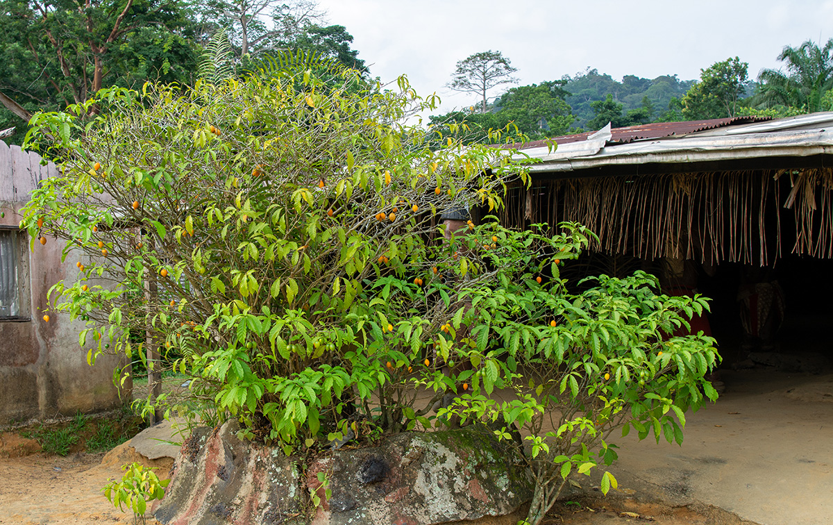 Tabernanthe iboga in front of temple